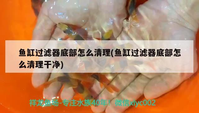 魚缸過濾器底部怎么清理(魚缸過濾器底部怎么清理干凈)