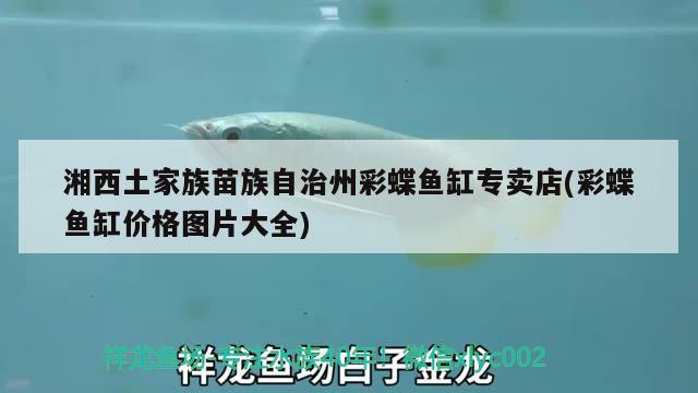 湘西土家族苗族自治州彩蝶魚缸專賣店(彩蝶魚缸價格圖片大全)