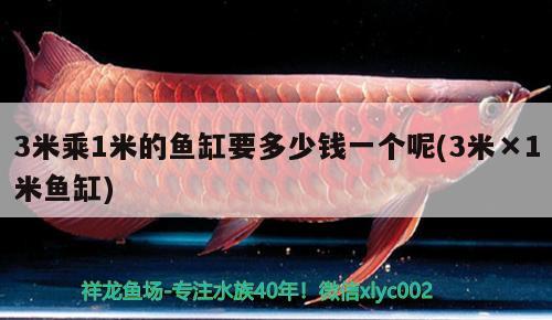 3米乘1米的魚缸要多少錢一個呢(3米×1米魚缸) 黑桃A魚苗