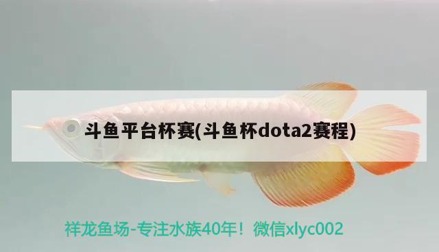 斗魚平臺杯賽(斗魚杯dota2賽程) 2024第28屆中國國際寵物水族展覽會CIPS（長城寵物展2024 CIPS）