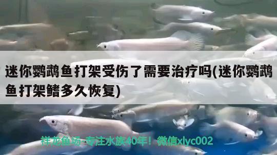 迷你鸚鵡魚打架受傷了需要治療嗎(迷你鸚鵡魚打架鰭多久恢復) 鸚鵡魚