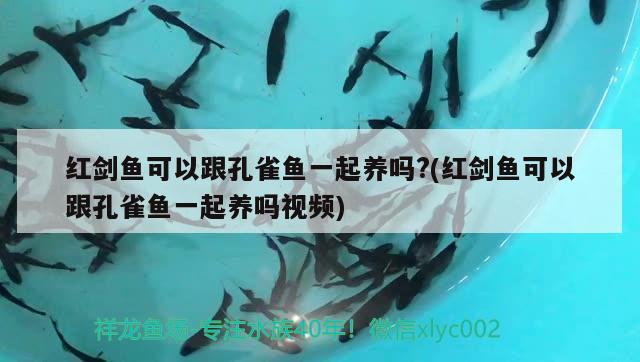 紅劍魚(yú)可以跟孔雀魚(yú)一起養(yǎng)嗎?(紅劍魚(yú)可以跟孔雀魚(yú)一起養(yǎng)嗎視頻)