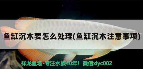 魚缸沉木要怎么處理(魚缸沉木注意事項(xiàng))