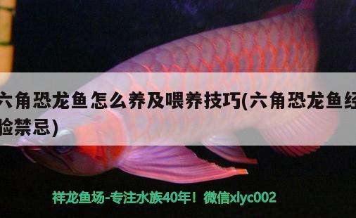 六角恐龍魚怎么養(yǎng)及喂養(yǎng)技巧(六角恐龍魚經(jīng)驗禁忌)