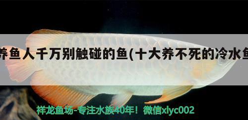 養(yǎng)魚人千萬別觸碰的魚(十大養(yǎng)不死的冷水魚) 觀賞魚