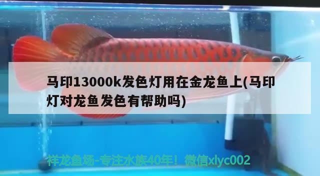 馬印13000k發(fā)色燈用在金龍魚上(馬印燈對龍魚發(fā)色有幫助嗎)