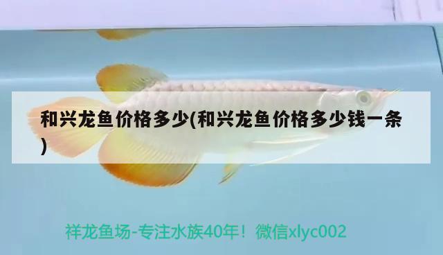 和興龍魚(yú)價(jià)格多少(和興龍魚(yú)價(jià)格多少錢(qián)一條)