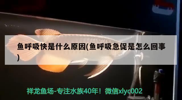 魚呼吸快是什么原因(魚呼吸急促是怎么回事) 2025第29屆中國(guó)國(guó)際寵物水族展覽會(huì)CIPS（長(zhǎng)城寵物展2025 CIPS）