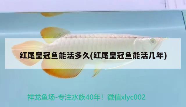 紅尾皇冠魚能活多久(紅尾皇冠魚能活幾年) 觀賞魚