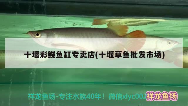 十堰彩鰈魚(yú)缸專賣(mài)店(十堰草魚(yú)批發(fā)市場(chǎng))