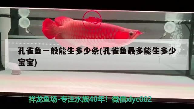 孔雀魚一般能生多少條(孔雀魚最多能生多少寶寶) 觀賞魚