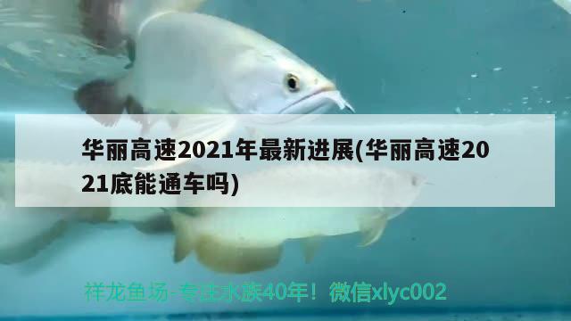 華麗高速2021年最新進(jìn)展(華麗高速2021底能通車嗎) 觀賞魚