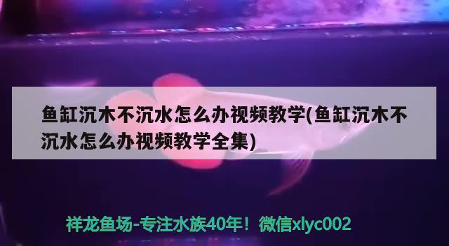 魚缸沉木不沉水怎么辦視頻教學(魚缸沉木不沉水怎么辦視頻教學全集)