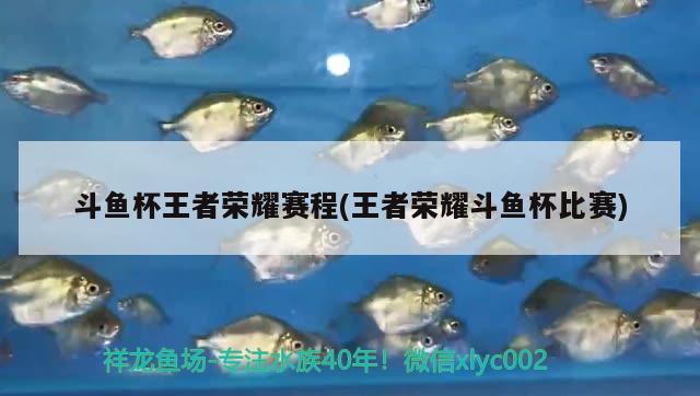 斗魚杯王者榮耀賽程(王者榮耀斗魚杯比賽) 2025第29屆中國國際寵物水族展覽會CIPS（長城寵物展2025 CIPS）