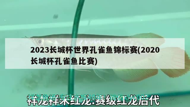 2023長城杯世界孔雀魚錦標(biāo)賽(2020長城杯孔雀魚比賽)