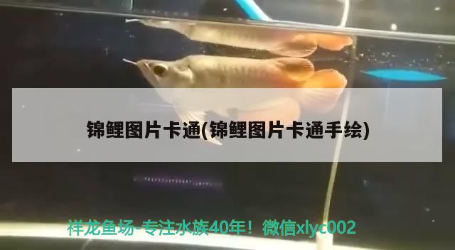 錦鯉圖片卡通(錦鯉圖片卡通手繪) 觀賞魚