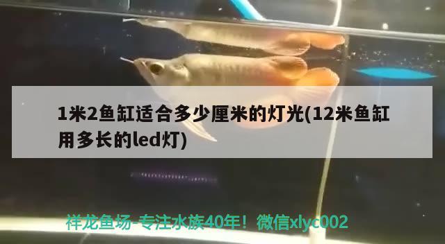 1米2魚缸適合多少厘米的燈光(12米魚缸用多長的led燈) 養(yǎng)魚知識 第1張