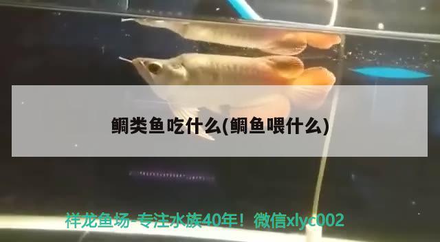 鯛類魚吃什么(鯛魚喂什么) 觀賞魚