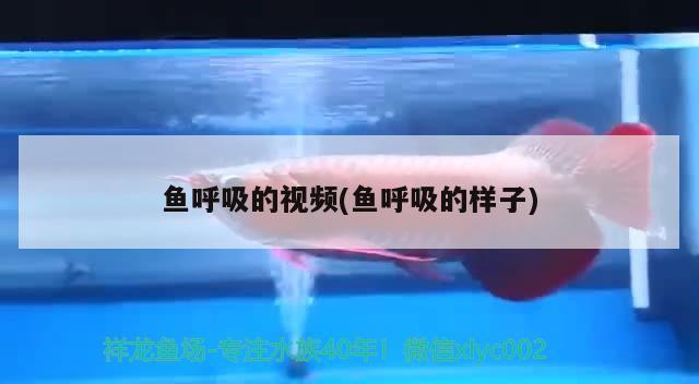 魚呼吸的視頻(魚呼吸的樣子) 2024第28屆中國國際寵物水族展覽會CIPS（長城寵物展2024 CIPS）