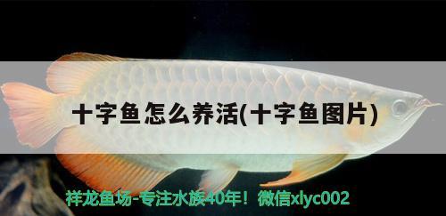 十字魚怎么養(yǎng)活(十字魚圖片) 觀賞魚