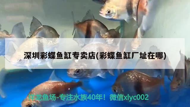 深圳彩蝶魚缸專賣店(彩蝶魚缸廠址在哪) 彩鰈魚缸（彩蝶魚缸）