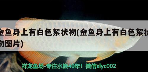 金魚身上有白色絮狀物(金魚身上有白色絮狀物圖片)