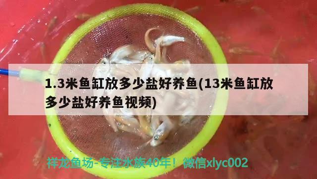 1.3米魚(yú)缸放多少鹽好養(yǎng)魚(yú)(13米魚(yú)缸放多少鹽好養(yǎng)魚(yú)視頻) 黑桃A魚(yú)苗