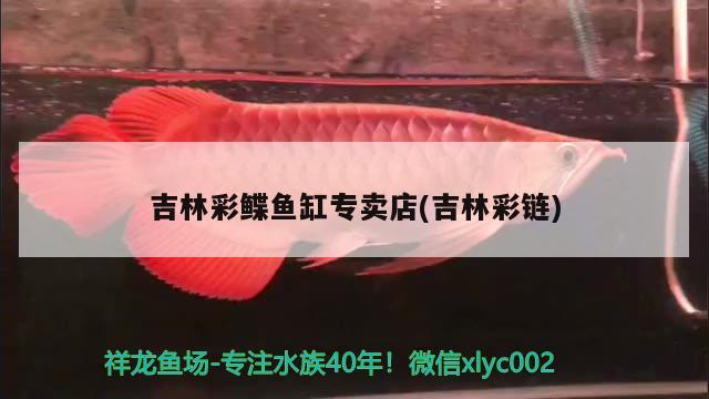 吉林彩鰈魚缸專賣店(吉林彩鏈) 彩鰈魚缸（彩蝶魚缸）