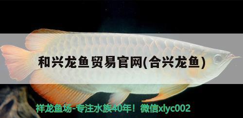 和興龍魚(yú)貿(mào)易官網(wǎng)(合興龍魚(yú)) 和興紅龍