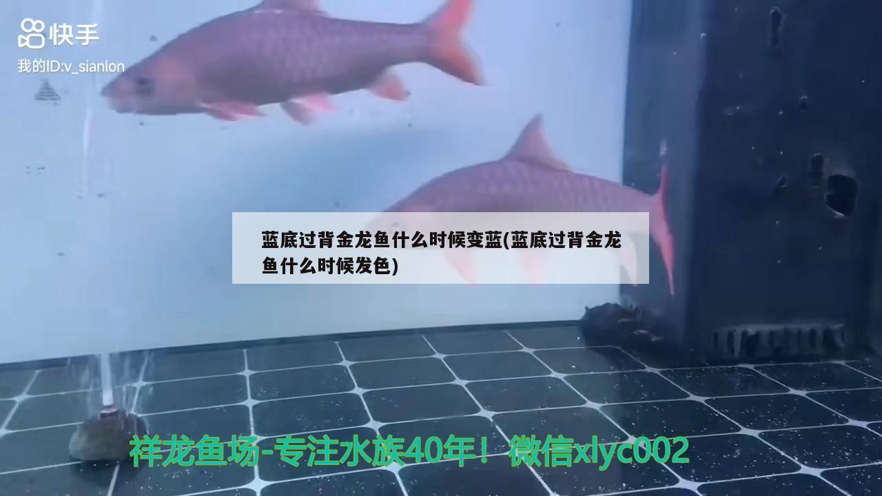 藍(lán)底過(guò)背金龍魚(yú)什么時(shí)候變藍(lán)(藍(lán)底過(guò)背金龍魚(yú)什么時(shí)候發(fā)色)