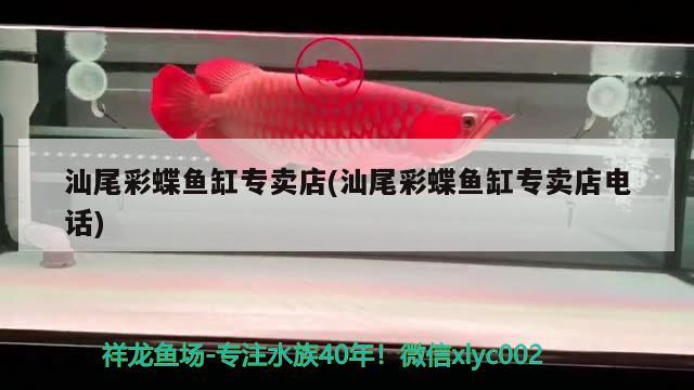 汕尾彩蝶魚缸專賣店(汕尾彩蝶魚缸專賣店電話) 彩鰈魚缸（彩蝶魚缸）