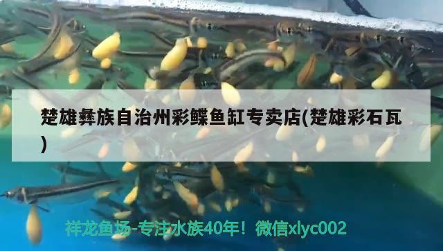 楚雄彝族自治州彩鰈魚缸專賣店(楚雄彩石瓦) 彩鰈魚缸（彩蝶魚缸）