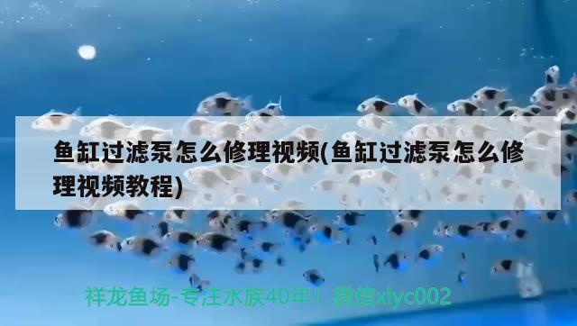 魚缸過濾泵怎么修理視頻(魚缸過濾泵怎么修理視頻教程) 刀魚魚