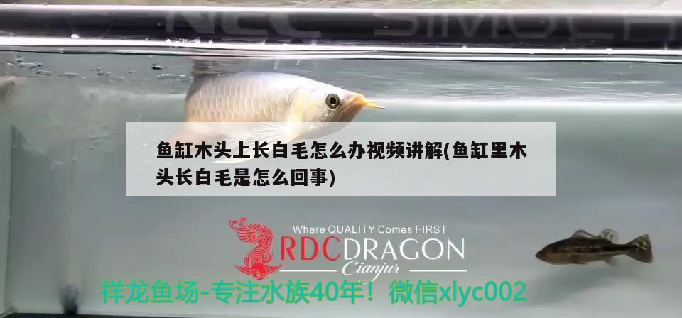 魚缸木頭上長白毛怎么辦視頻講解(魚缸里木頭長白毛是怎么回事)