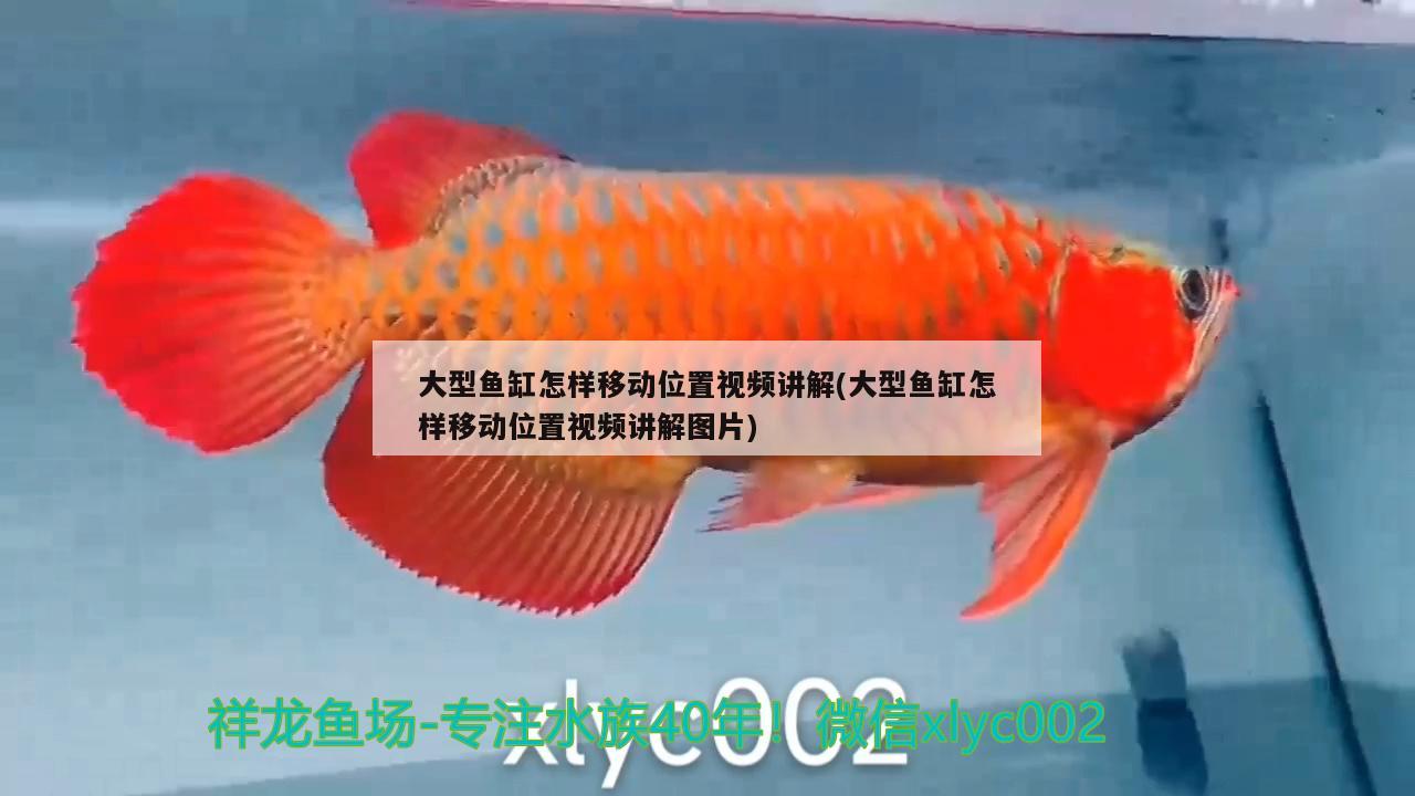 大型魚缸怎樣移動位置視頻講解(大型魚缸怎樣移動位置視頻講解圖片)