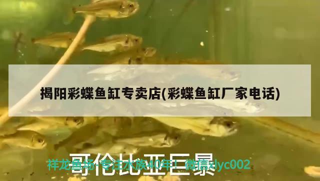 揭陽(yáng)彩蝶魚(yú)缸專(zhuān)賣(mài)店(彩蝶魚(yú)缸廠(chǎng)家電話(huà)) 彩鰈魚(yú)缸（彩蝶魚(yú)缸）