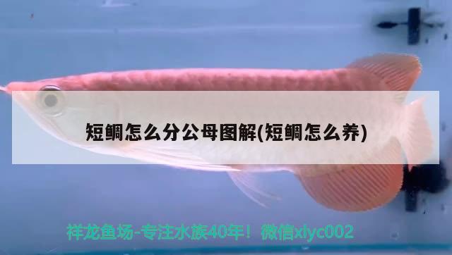 短鯛怎么分公母圖解(短鯛怎么養(yǎng)) 觀賞魚