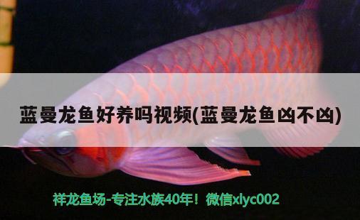 藍(lán)曼龍魚好養(yǎng)嗎視頻(藍(lán)曼龍魚兇不兇)