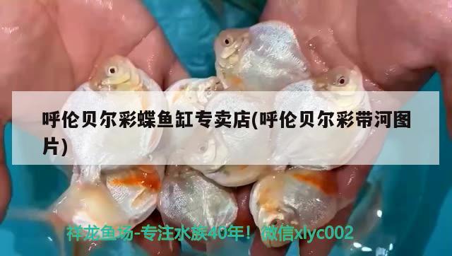 呼倫貝爾彩蝶魚(yú)缸專賣(mài)店(呼倫貝爾彩帶河圖片)