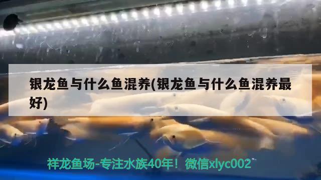 銀龍魚與什么魚混養(yǎng)(銀龍魚與什么魚混養(yǎng)最好) 銀龍魚