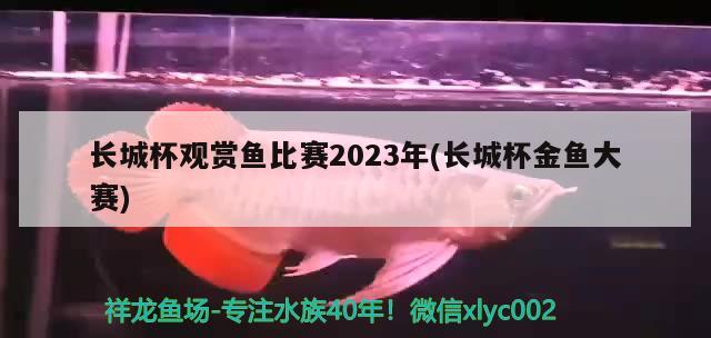 長城杯觀賞魚比賽2023年(長城杯金魚大賽)