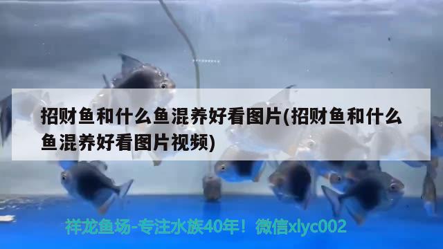 招財魚和什么魚混養(yǎng)好看圖片(招財魚和什么魚混養(yǎng)好看圖片視頻)