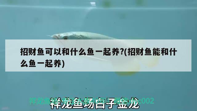 招財(cái)魚可以和什么魚一起養(yǎng)?(招財(cái)魚能和什么魚一起養(yǎng)) 觀賞魚