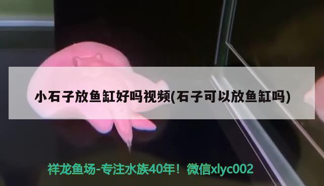 小石子放魚缸好嗎視頻(石子可以放魚缸嗎) 白寫錦鯉魚