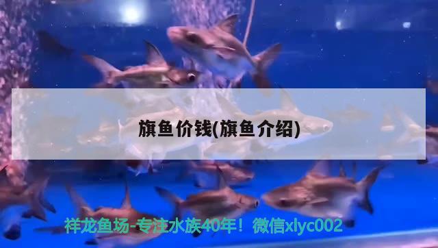 旗魚價(jià)錢(旗魚介紹) 觀賞魚