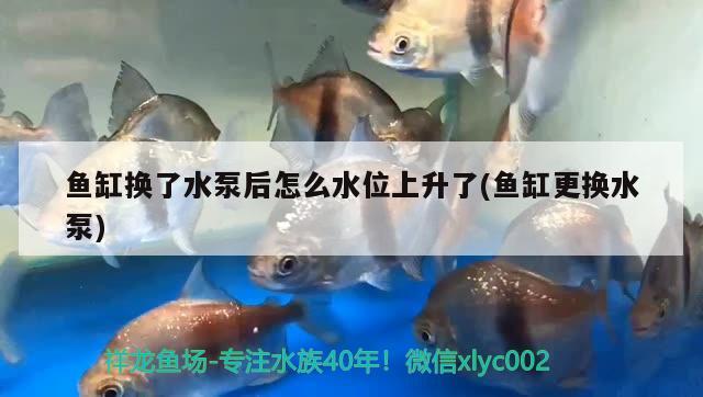 魚缸換了水泵后怎么水位上升了(魚缸更換水泵)