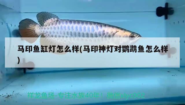 馬印魚缸燈怎么樣(馬印神燈對(duì)鸚鵡魚怎么樣) 鸚鵡魚