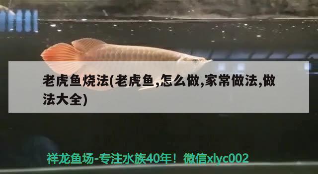 老虎魚燒法(老虎魚,怎么做,家常做法,做法大全) 虎魚百科