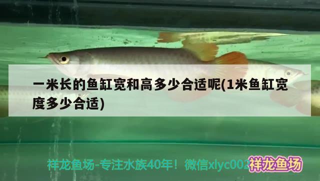 一米長(zhǎng)的魚缸寬和高多少合適呢(1米魚缸寬度多少合適)