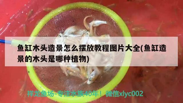 魚缸木頭造景怎么擺放教程圖片大全(魚缸造景的木頭是哪種植物)